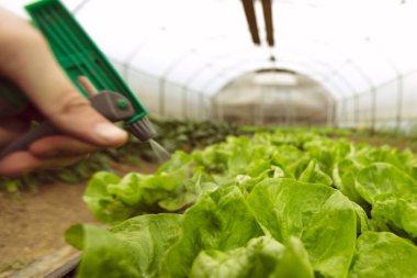 organik salata kültürü sulama 