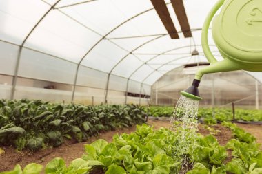 Genç kadın sulama yeşil salata