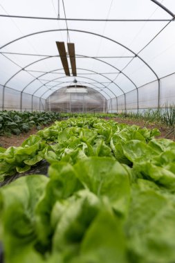 seralarda organik salata kültürü