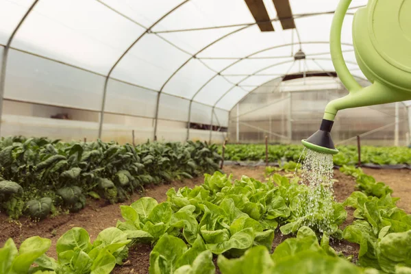 Genç kadın sulama yeşil salata