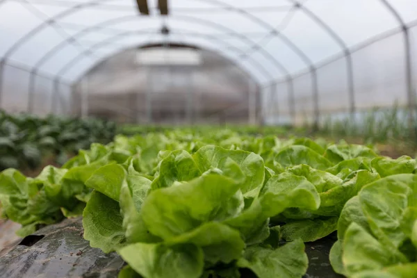 Kultur av ekologisk sallad i växthus — Stockfoto