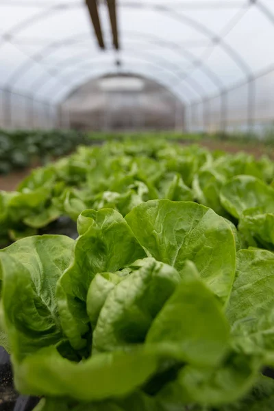 Cultivo de ensalada orgánica en invernaderos — Foto de Stock