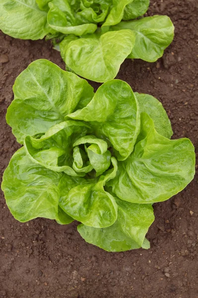 Bahçede organik marul