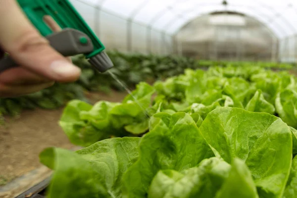 Bewässerungskultur von Bio-Salat — Stockfoto