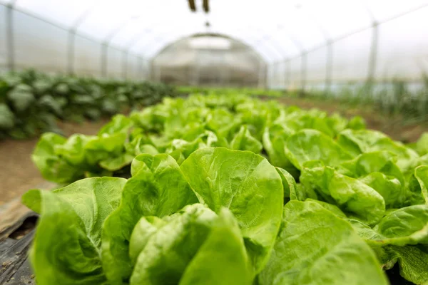 Kultur von Bio-Salat in Gewächshäusern — Stockfoto