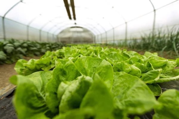 Coltura di insalata biologica in serra — Foto Stock