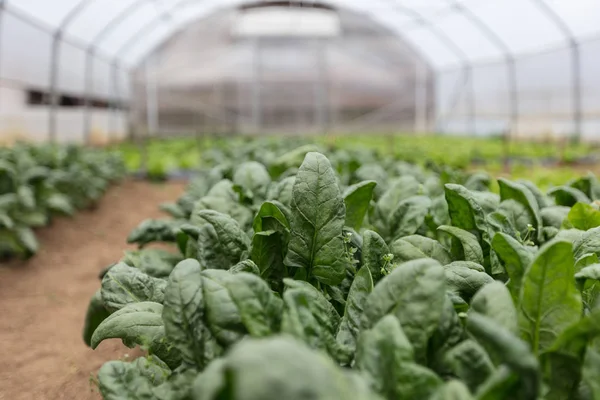 Plantación de espinacas en un invernadero moderno — Foto de Stock