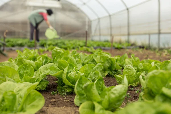 Young woman watering green salad — Stock Photo, Image