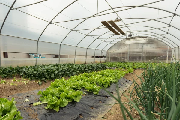 Spinatplantage in einem modernen Gewächshaus — Stockfoto