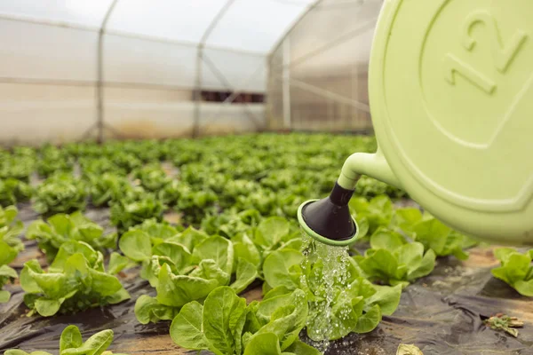 Junge Frau gießt grünen Salat — Stockfoto