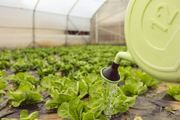 Mujer joven regando ensalada verde — Foto de Stock