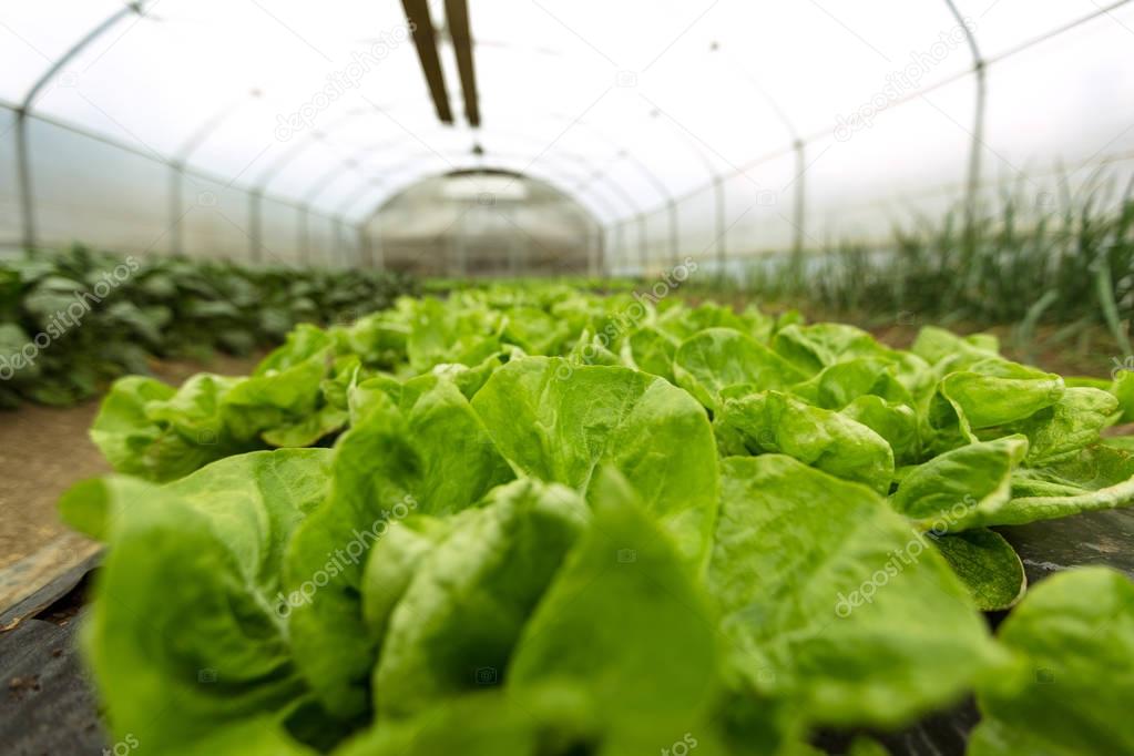 culture of organic salad in greenhouses