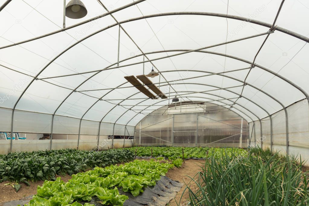 Spinach plantation in a modern greenhouse