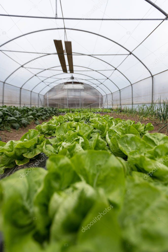 culture of organic salad in greenhouses