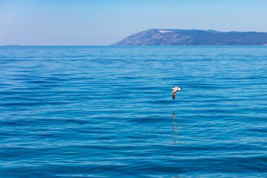 Mavi deniz üzerine uçan martı 