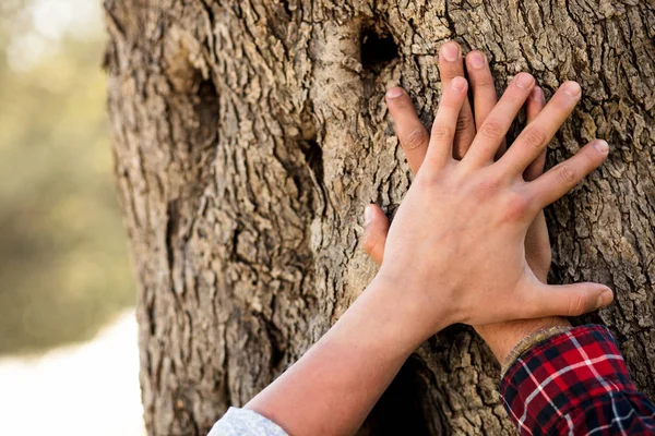 남자는 오래 된 나무 줄기에 손을 넣어. 나이 든된 오크 나무 껍질에 남성 팜. — 스톡 사진