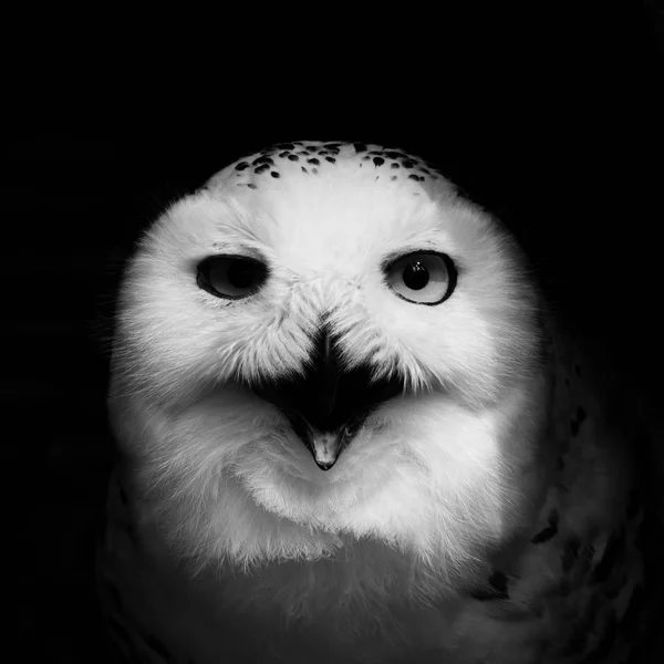 Kızgın beyaz baykuş — Stok fotoğraf