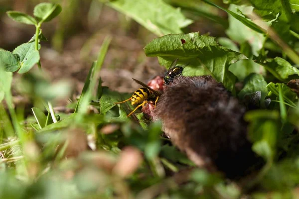 Carcasa de un ratón comido por un insecto — Foto de Stock