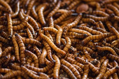 Yukarıdan aşağıya solucanlar arapsaçı görünümü