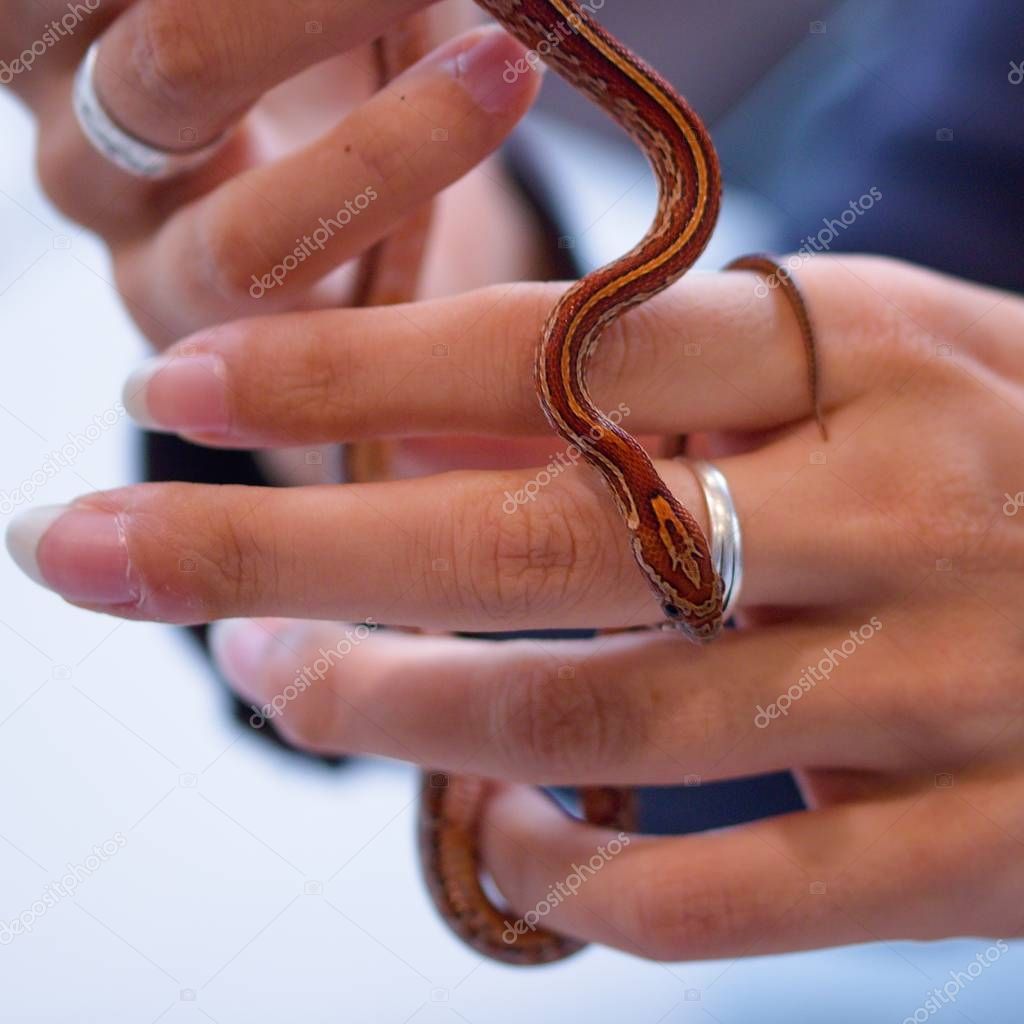 Red snake in hands of a woman