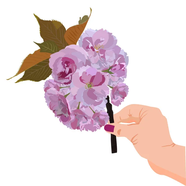 Japonská sakura květ větev v ruce vektor izolované ilustrace — Stockový vektor