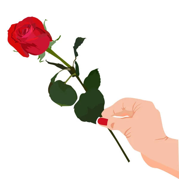 Blooming red rose in hand vector flat isolated illustration — Stock Vector