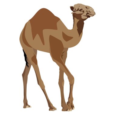 Arap deve dromedary vektör düz çizim
