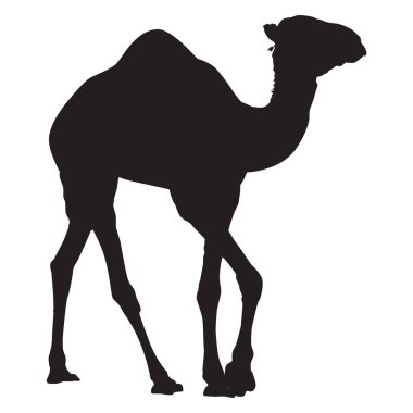Arap deve dromedary siluet vektörü izole çizim