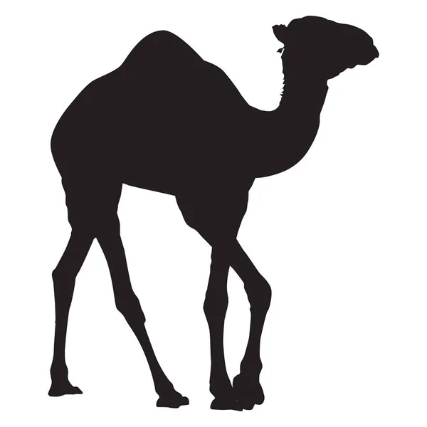 Arabian cammello dromedario silhouette vettore isolato illustrazione — Vettoriale Stock