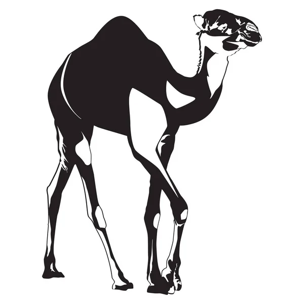 Arabian cammello dromedario silhouette vettore isolato illustrazione — Vettoriale Stock