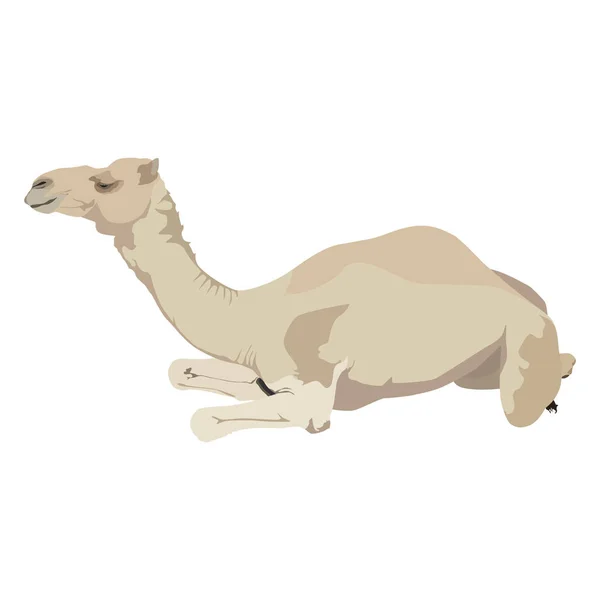 Арабийский верблюд дромадерный вектор плоская изолированная иллюстрация — стоковый вектор