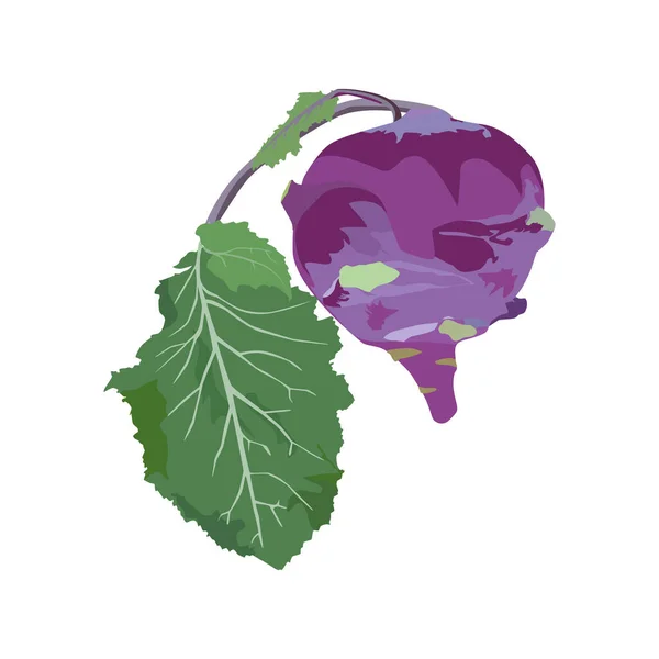 Kohlrabi λάχανο με πράσινο φύλλο, διάνυσμα απομονωμένη εικόνα — Διανυσματικό Αρχείο