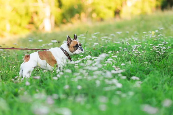 Komik İngilizce bulldog yaz komik yaz aylarında çalışan