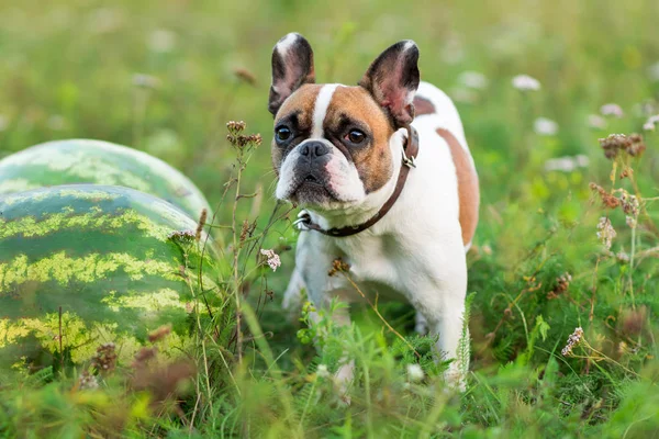 Komik İngilizce bulldog yaz komik yaz aylarında çalışan