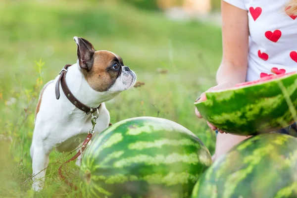 Komik İngilizce bulldog summerfunny yaz aylarında çalışan