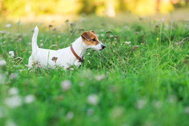 Çimlerde Jack Russell Terrier köpeği