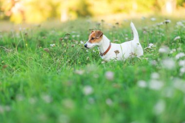 Çimlerde Jack Russell Terrier köpeği