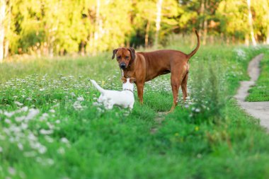 Çimlerde Jack Russell Terrier köpeği