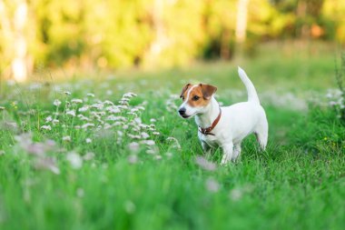Çimlerde Jack Russell Terrier köpeği