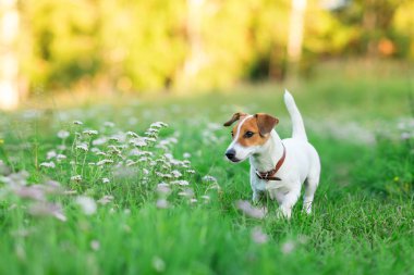Çimlerde Jack Russell Terrier köpeği