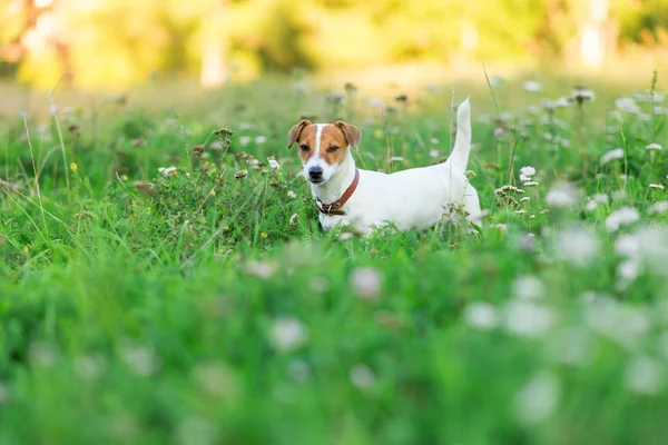 Jack Russell Terrier Welpe im Gras — Stockfoto