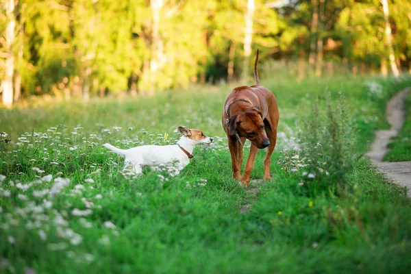 Çimlerde Jack Russell Terrier köpeği