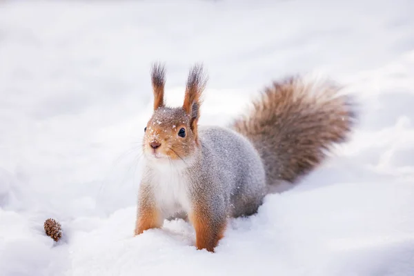 Ardilla roja siberiana en los bosques de invierno en busca de comida — Foto de Stock