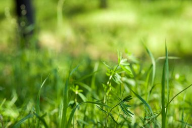 Parlak güneşin altında. Soyut doğal arkaplan