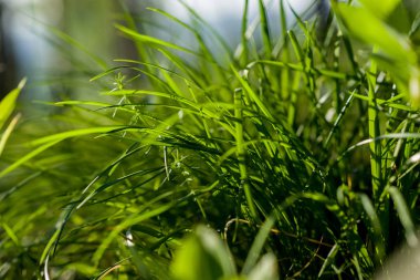 Parlak güneşin altında. Soyut doğal arkaplan