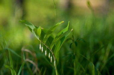 Parlak güneşin altında. Soyut doğal arkaplan