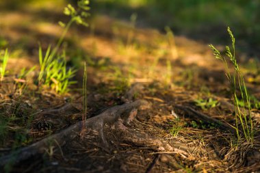bir ormandaki gündoğumu
