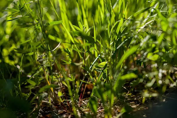 Pod jasnym słońcem. Streszczenie środowisk naturalnych — Zdjęcie stockowe