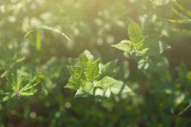 Parlak güneşin altında. Soyut doğal arkaplan