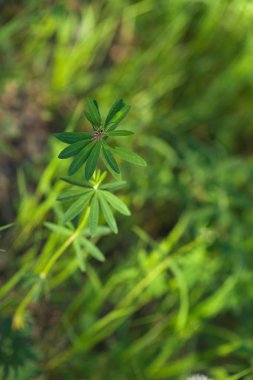 Parlak güneşin altında. Soyut doğal arkaplan